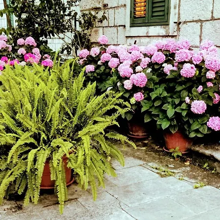 Sensa Dubrovník