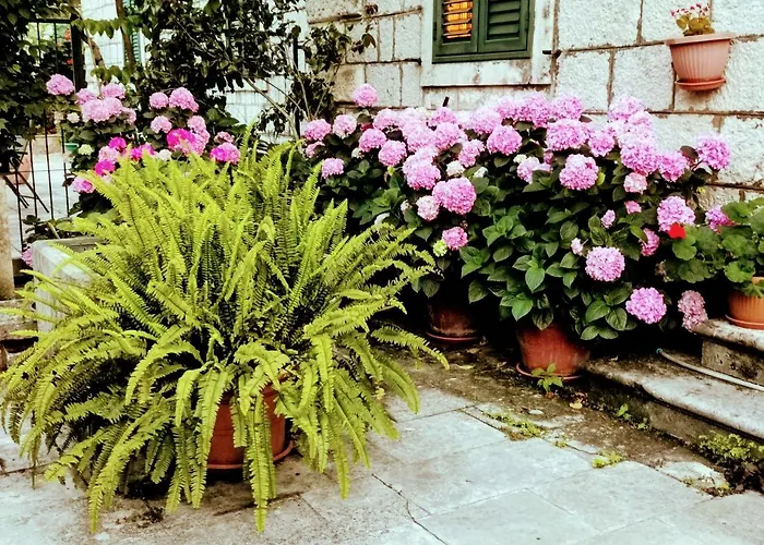 Sensa Next To The Old Town Dubrovnik